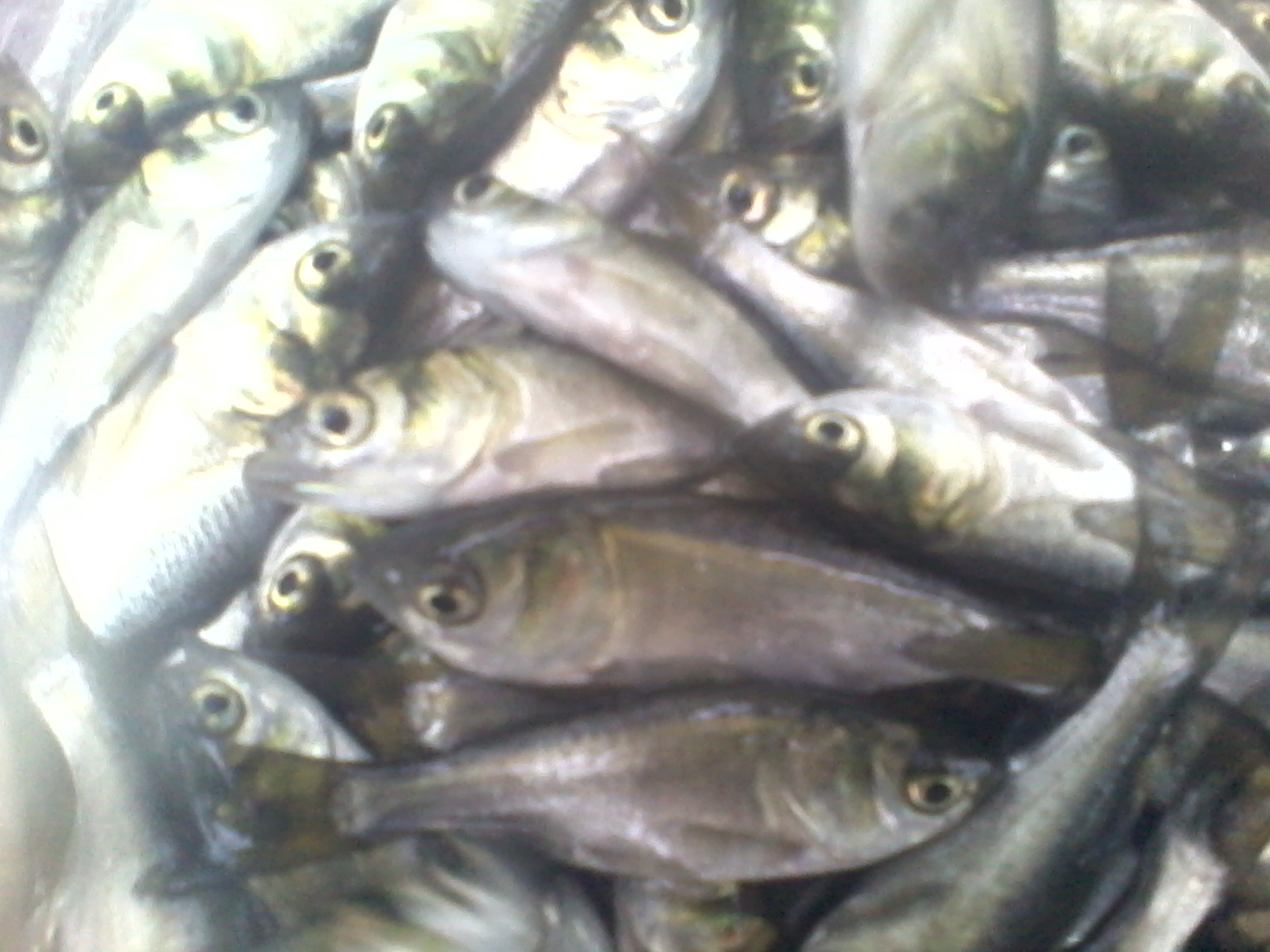 供應(yīng)用于草魚養(yǎng)殖的茂名供應(yīng)草魚魚苗