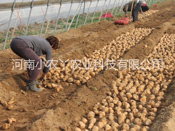 河南脫毒紅薯苗高產(chǎn)量紅薯苗小農(nóng)丫農(nóng)業(yè)