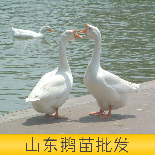 供應山東省安丘市培江孵化廠優(yōu)質鵝苗優(yōu)質山東鵝苗批發(fā)