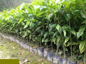 供應(yīng)沉香葉批發(fā)