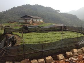 供應(yīng)沉香葉批發(fā)