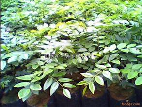 供應(yīng)降香黃檀批發(fā)商