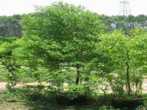 印度小葉紫檀苗培育基地批發(fā)多少錢一棵、紫檀苗種植技術(shù)【大良農(nóng)林】