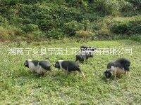有機養(yǎng)殖寧鄉(xiāng)豬,綠色養(yǎng)殖寧鄉(xiāng)花豬，熟食喂養(yǎng)的寧鄉(xiāng)土花豬，傳統(tǒng)方法養(yǎng)殖的寧鄉(xiāng)土豬，寧鄉(xiāng)流沙河無公害養(yǎng)殖