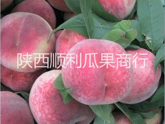 供應(yīng)用于食用品的620毛桃脆密王毛桃70以上價(jià)格-*大荔縣順利果品商行