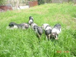 湖南寧鄉(xiāng)花豬廠家，寧鄉(xiāng)豬保種中心-湖南寧鄉(xiāng)花豬保種中心-湖南寧鄉(xiāng)豬生產(chǎn)廠家-湖南寧鄉(xiāng)縣土豬生產(chǎn)廠家