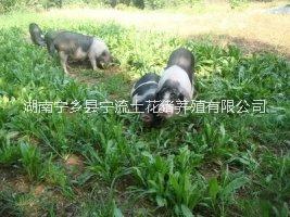 供應用于養(yǎng)殖的湖南寧鄉(xiāng)花豬原生態(tài)養(yǎng)殖文化園該養(yǎng)殖園專業(yè)養(yǎng)殖，銷售寧鄉(xiāng)花豬，產品有寧鄉(xiāng)花豬種豬，仔豬，商品豬，熟食喂養(yǎng)