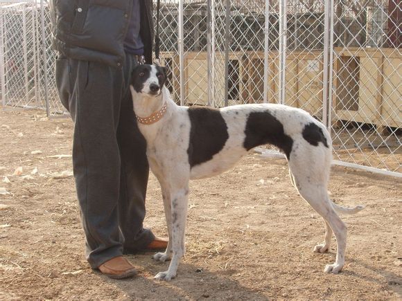 供應(yīng)哪里有格力犬