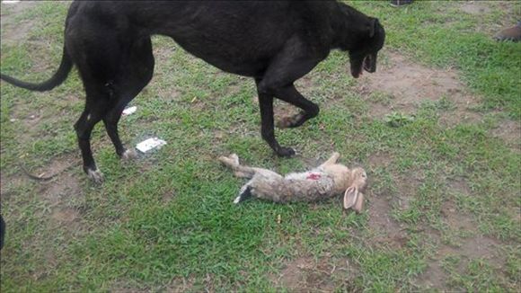 供應(yīng)哪里有格力犬