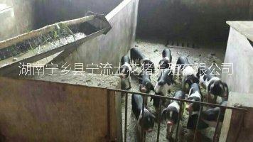 生態(tài)養(yǎng)殖寧鄉(xiāng)花豬綠色養(yǎng)殖寧鄉(xiāng)豬-生態(tài)養(yǎng)殖寧鄉(xiāng)花豬-綠色養(yǎng)殖寧鄉(xiāng)豬-綠色養(yǎng)殖生態(tài)豬