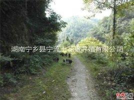 供應用于養(yǎng)殖的湖南寧鄉(xiāng)花豬原生態(tài)養(yǎng)殖文化園該養(yǎng)殖園專業(yè)養(yǎng)殖，銷售寧鄉(xiāng)花豬，產品有寧鄉(xiāng)花豬種豬，仔豬，商品豬，熟食喂養(yǎng)