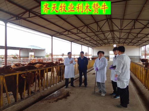 山東肉牛犢改良小牛 魯西黃牛