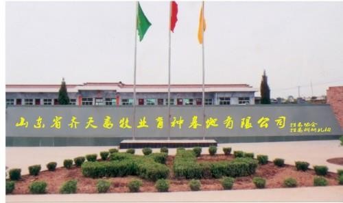 山東省菏澤市鄆城縣齊天肉牛養(yǎng)殖場西門牛小牛犢