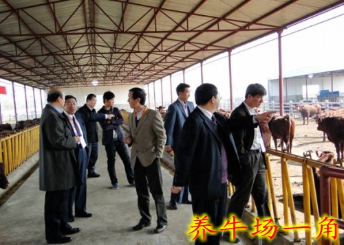 山東肉牛犢改良小牛 魯西黃牛