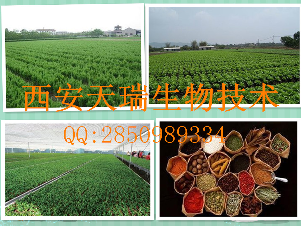 大麥苗粉廠家　大麥若葉青汁粉　天瑞生物大麥粉　陜西西安青汁粉