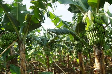 香蕉皮提取物廠家價(jià)格　天瑞生物香蕉皮提取物　陜西香蕉皮提取物