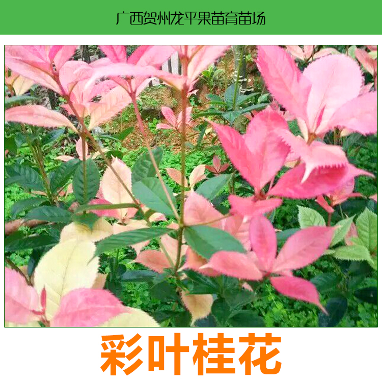 彩葉桂花苗，扦插彩葉桂花小苗，廣東彩葉桂花小苗價格