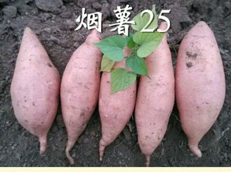 煙薯25號哪里有賣，煙薯25號批發(fā)價格，煙薯25號種植基地