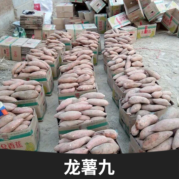 山東龍薯九批發(fā)價格 ，山東龍薯九直銷，山東紅心地瓜批發(fā)