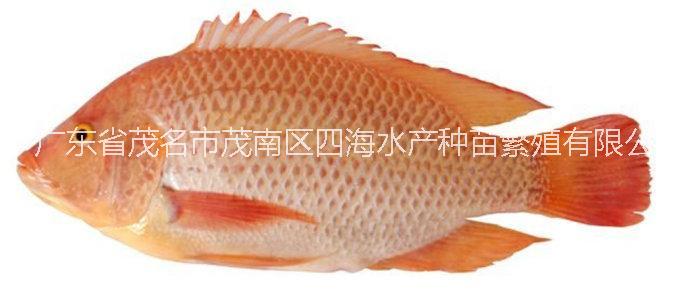 供應用于紅羅非魚養(yǎng)殖的供應批發(fā)紅羅非魚苗