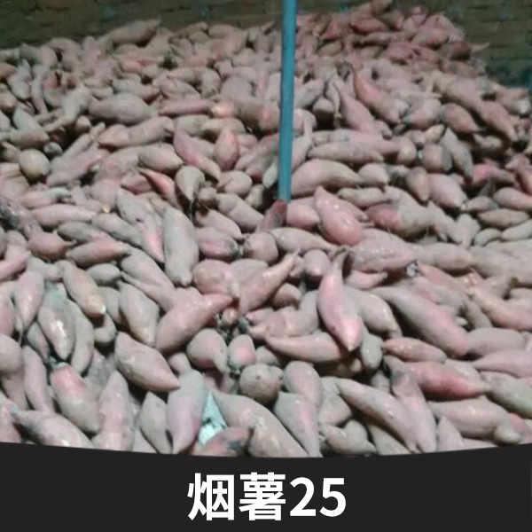 山東煙薯25批發(fā)， 山東沙地新鮮煙薯25地瓜批發(fā)，山東紅心地瓜煙薯25