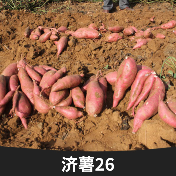 夏津濟(jì)薯26批發(fā)價(jià)格，夏津濟(jì)薯26批發(fā)商，夏津濟(jì)薯26批發(fā)電話 夏津紅皮地瓜批發(fā)