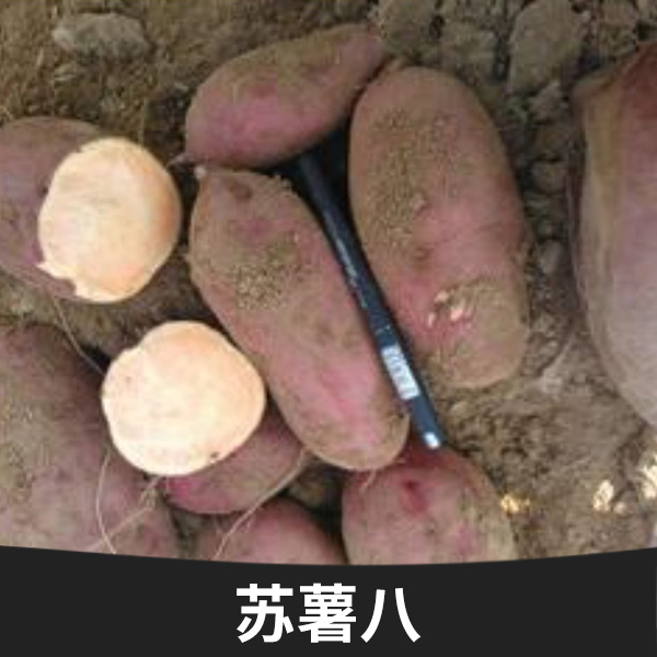 山東蘇薯八批發(fā)，山東蘇薯八報價， 山東蘇薯八批發(fā)商
