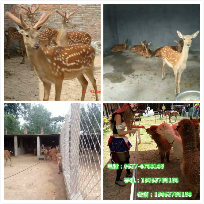 供應(yīng)梅花鹿正規(guī)養(yǎng)殖場