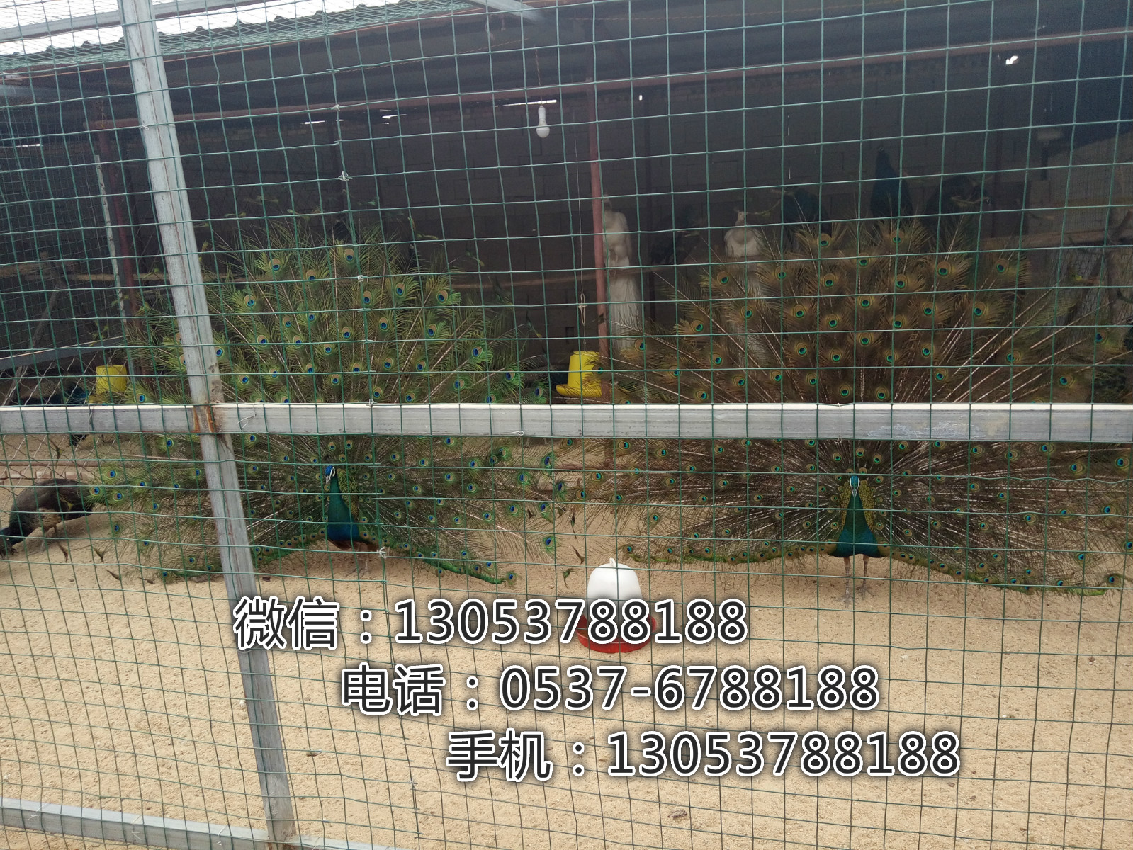 供應(yīng)養(yǎng)殖*好養(yǎng)嗎