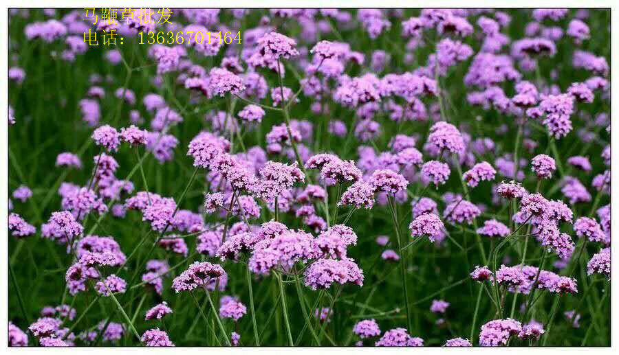 供應(yīng)寶雞草花批發(fā)基地、寶雞草花、寶雞草花基地