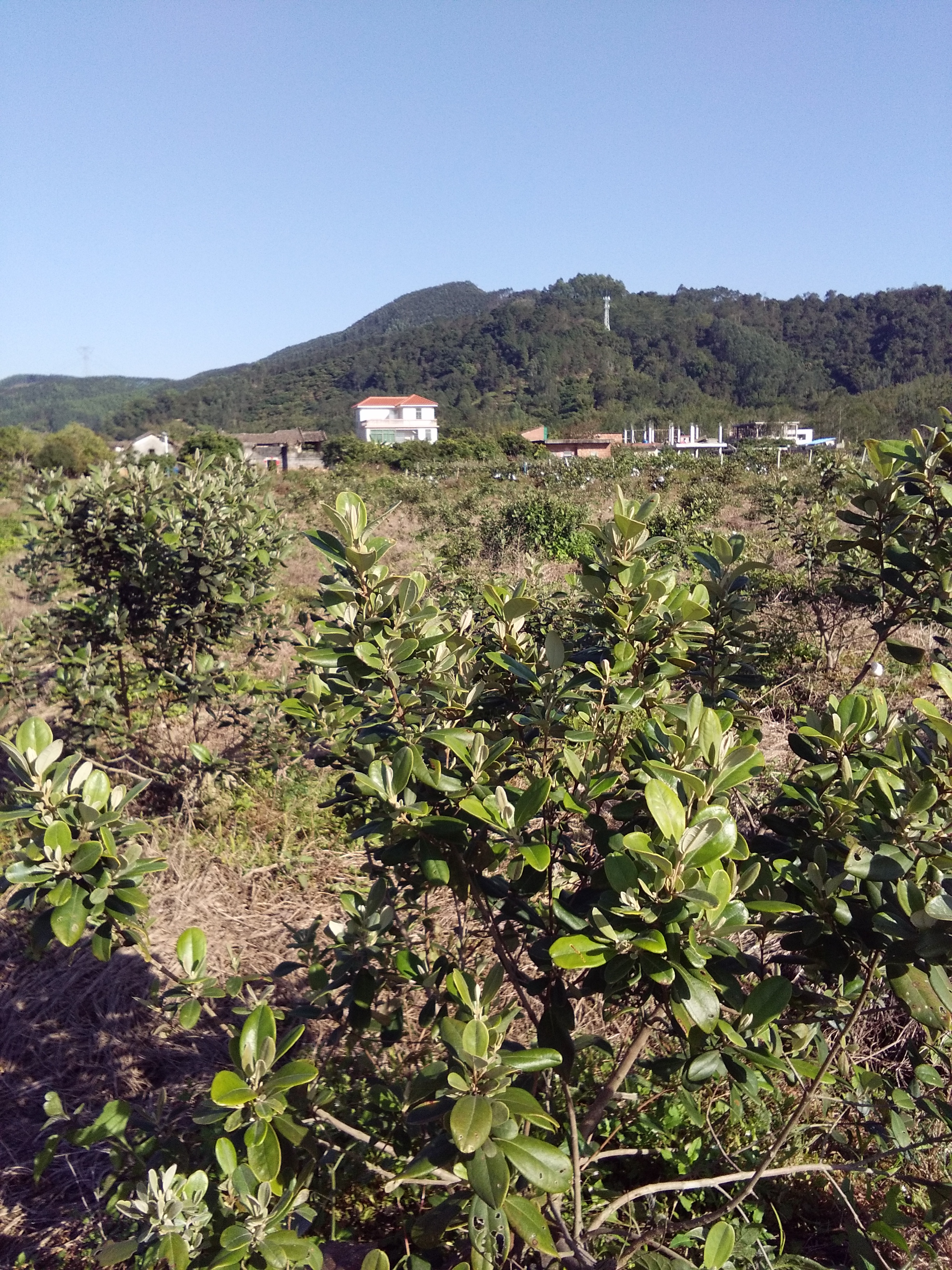廣州增城桃金娘種植場大量供應(yīng)棯子苗