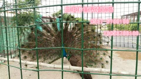 供應(yīng)*養(yǎng)殖需要什么條件