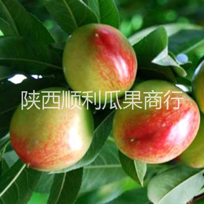 供應(yīng)用于食用品的中油5號(hào)油桃55以上陜西油桃價(jià)格