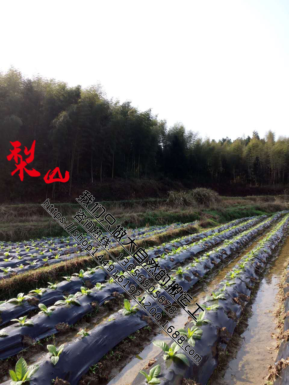 福建竹筒酒 *竹筒酒 原生態(tài)竹筒酒廠家招商代理加盟