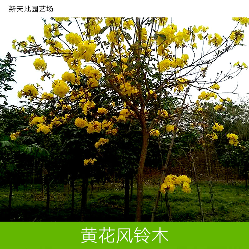 供應(yīng)黃花風(fēng)鈴木種植基地 漳州黃花風(fēng)鈴木 黃花風(fēng)鈴木報價 黃花風(fēng)鈴木基地 黃花風(fēng)鈴木