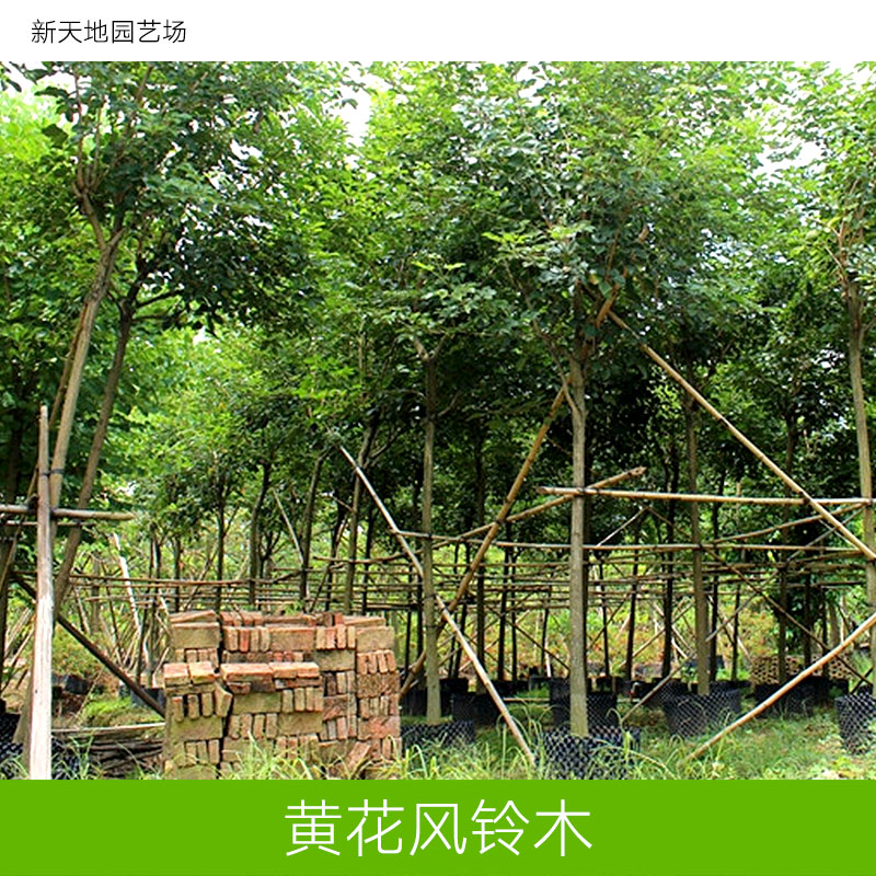 供應(yīng)黃花風(fēng)鈴木種植基地 漳州黃花風(fēng)鈴木 黃花風(fēng)鈴木報價 黃花風(fēng)鈴木基地 黃花風(fēng)鈴木