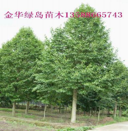 湖南樂昌含笑價格|15公分樂昌含笑行道樹金華供應(yīng)商  復(fù)制標(biāo)題到描述 湖南樂昌含笑價格