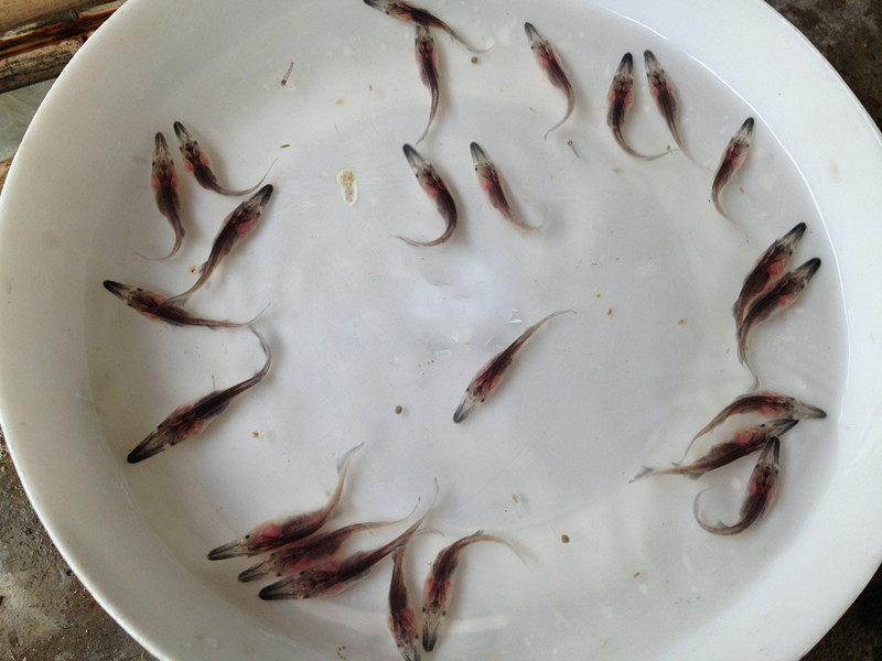 供應(yīng)用于魚苗放生|放生祈福的北京放生魚苗批發(fā)廠家放生魚苗價格