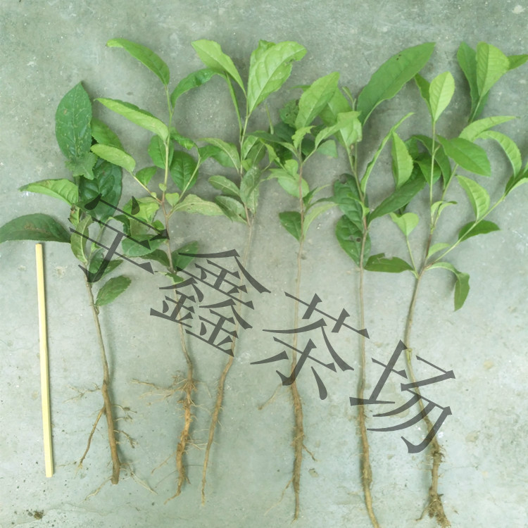 供應(yīng)茶苗 信陽毛尖茶樹苗 綠化苗木 綠茶苗 信陽毛尖茶苗