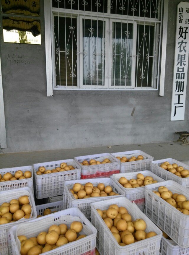 供應(yīng)用于優(yōu)質(zhì)的豐水梨/山東豐水梨/那里有梨批發(fā)?/梨
