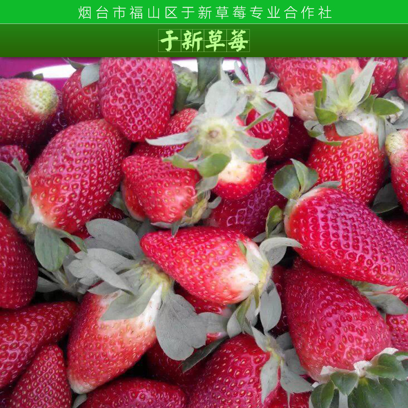 供應草莓廠家直銷，草莓廠家，草莓廠家批發(fā)