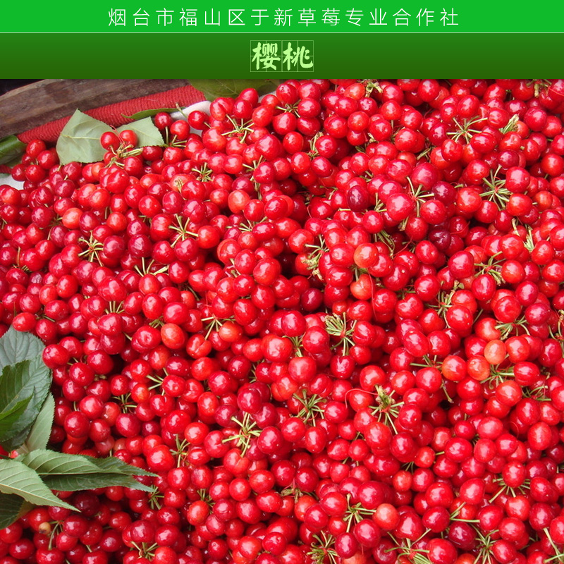 供應(yīng)櫻桃，煙臺櫻桃批發(fā)，櫻桃批發(fā)價(jià)格，櫻桃市場價(jià)格