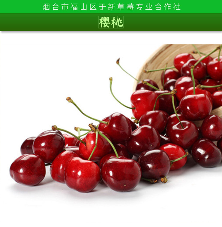 山東*櫻桃批發(fā)，山東*櫻桃批發(fā)多少錢，山東*櫻桃 多少錢一斤，山東*櫻桃，山東*櫻桃批發(fā)價格