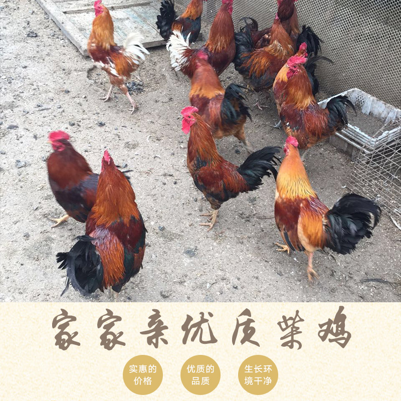 河南哪里有柴雞苗孵化廠，河南柴雞苗孵化廠電話