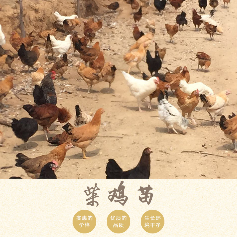 柴雞苗，綠殼蛋雞苗供應(yīng)商，綠殼蛋雞苗孵化廠家
