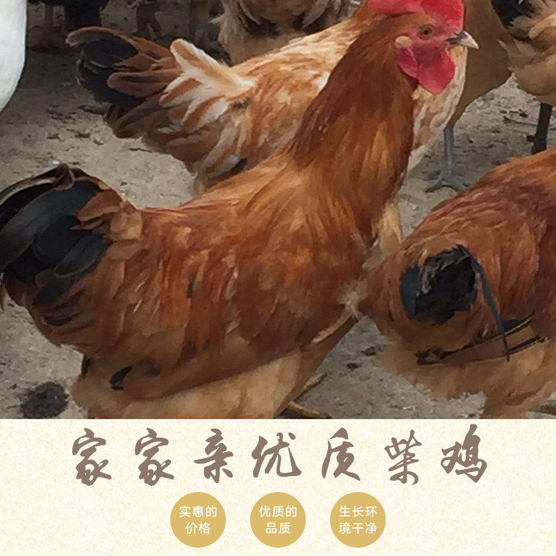 河南哪里有柴雞苗孵化廠，河南柴雞苗孵化廠電話