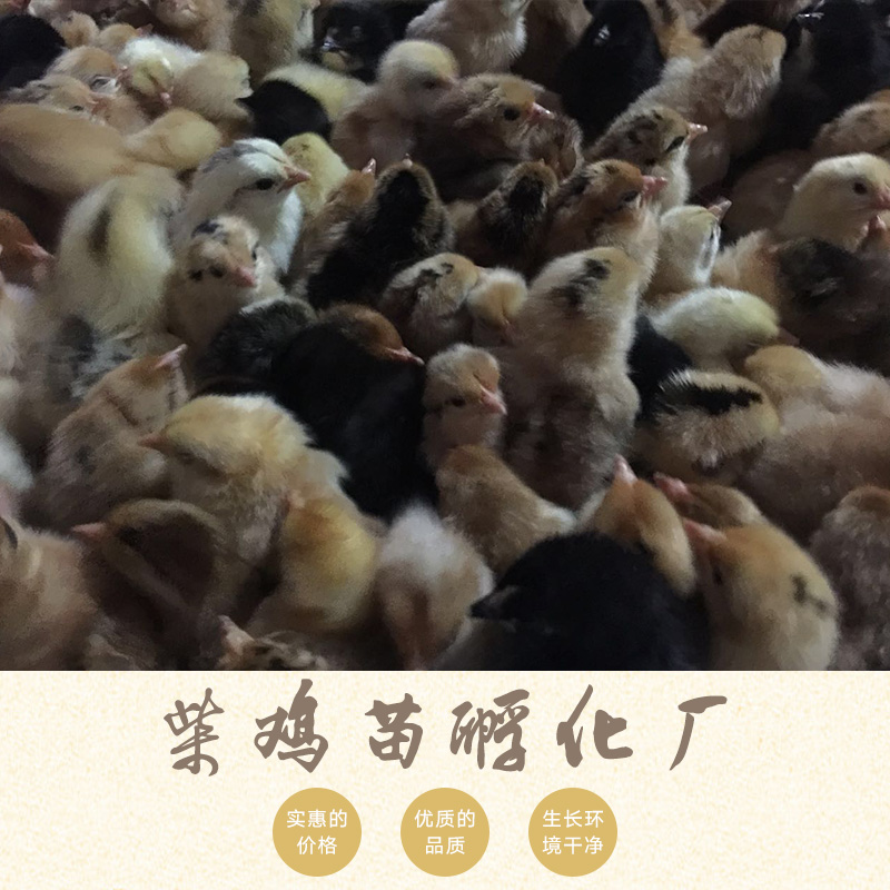 供應(yīng)柴雞苗孵化廠養(yǎng)殖孵化雞苗|土雞苗、優(yōu)質(zhì)雞苗|河南雞苗批發(fā)