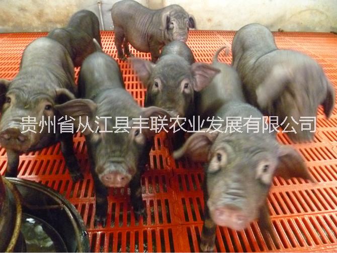供應(yīng)用于引種的貴州*丨從江*丨黑豬苗