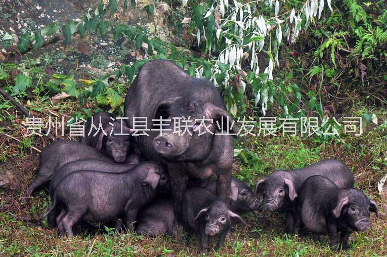 供應(yīng)用于引種的貴州*丨從江*丨黑豬苗