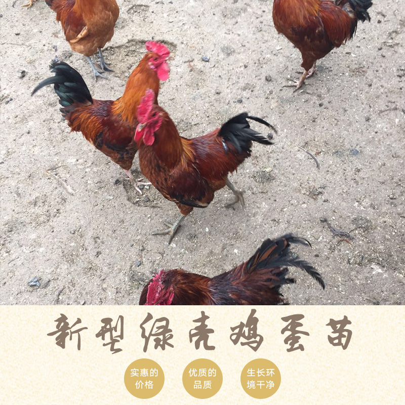 家家親孵化養(yǎng)殖供應(yīng)新型綠殼雞蛋苗、家禽種苗|土雞苗、優(yōu)質(zhì)脫溫雞苗